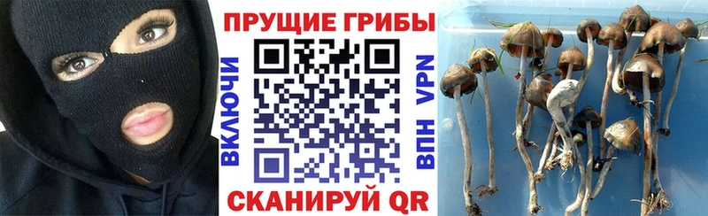 Галлюциногенные грибы GOLDEN TEACHER  наркота  МЕГА зеркало  Свободный 
